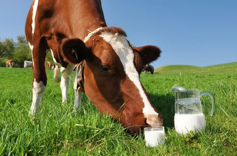 Cît de bun pentru sănătate este laptele crud