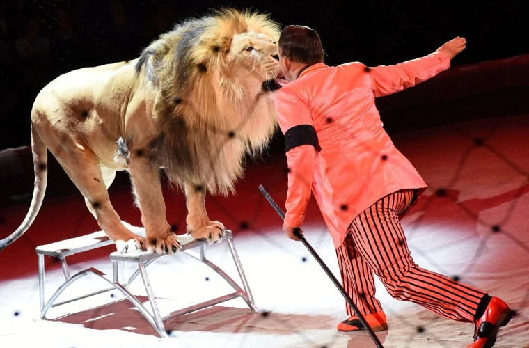 Un artist de circ a fost atacat de un leu în timpul unui spectacol la care asistau mulți copii