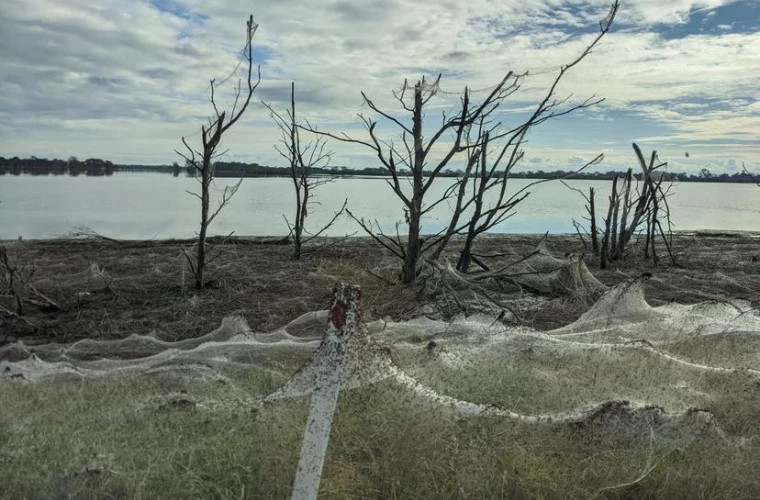 Australia, atacată de păianjeni