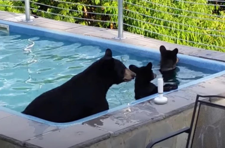 Жара в Канаде: семейство медведей устроило купания в бассейне