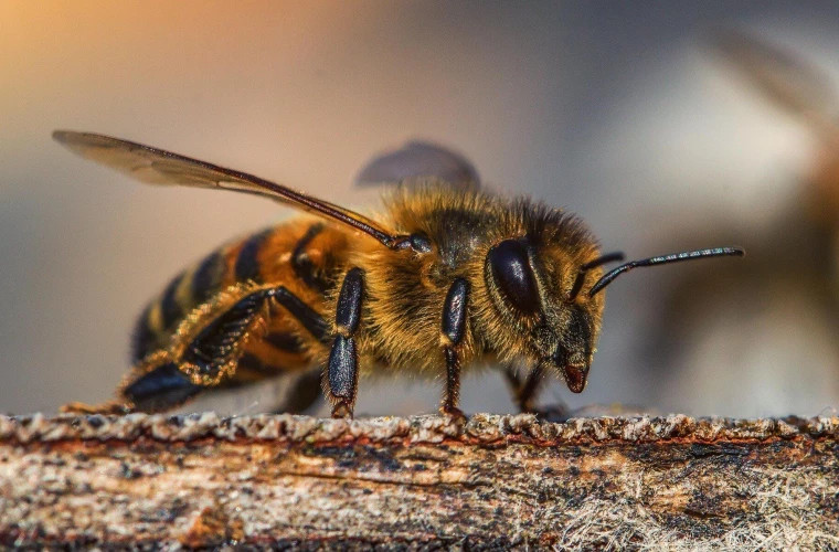 Ce facem dacă ne înțeapă o albină? 
