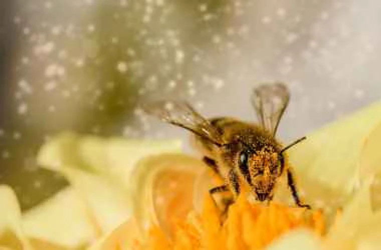 Ce facem dacă ne înțeapă o albină? Cîteva remedii naturiste
