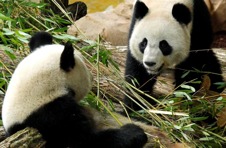 O femelă de urs panda a adus pe lume gemeni la o grădină zoologică din Franţa