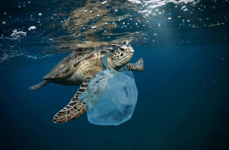 Plasticul din oceane ucide broaștele ţestoase