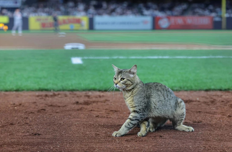 Кот прервал бейсбольный матч в Нью-Йорке