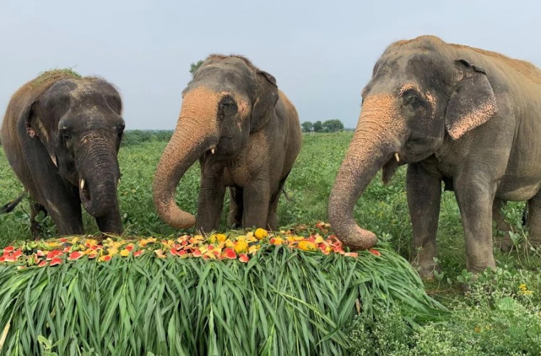 Ospăţ cu fructe pentru elefanţii de la un sanctuar din India cu prilejul Zilei Internaţionale a Elefanţilor