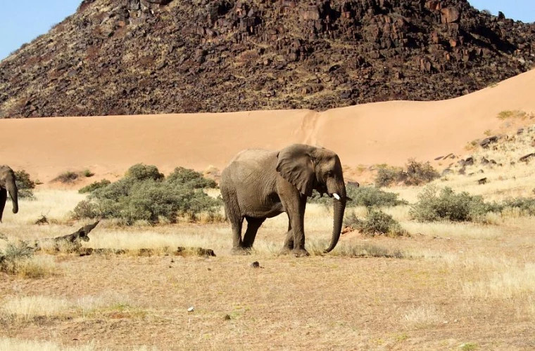 Namibia a vîndut 57 dintre cei 170 de elefanţi scoşi la licitaţie