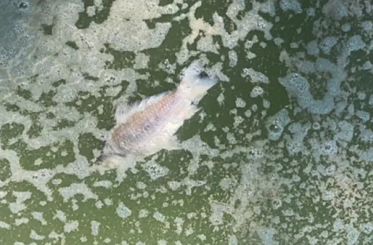 Zeci de peşti morţi plutesc pe lacul din parcul Valea Morilor din Capitală 