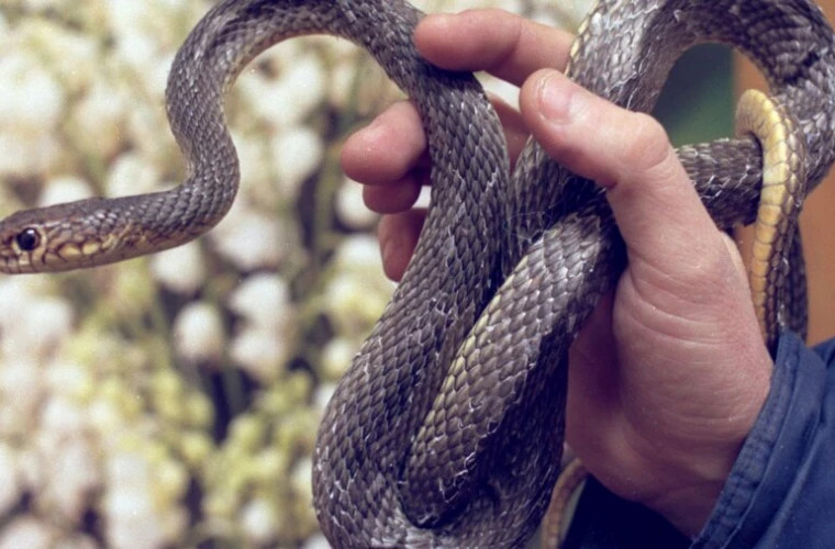 O femeie s-a plîns că i-a fost furat șarpele pe o stradă din capitală