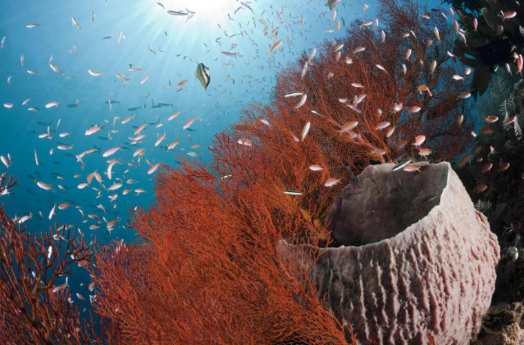 Un coral 'neobişnuit de mare' a fost descoperit în Marea Barieră de Corali