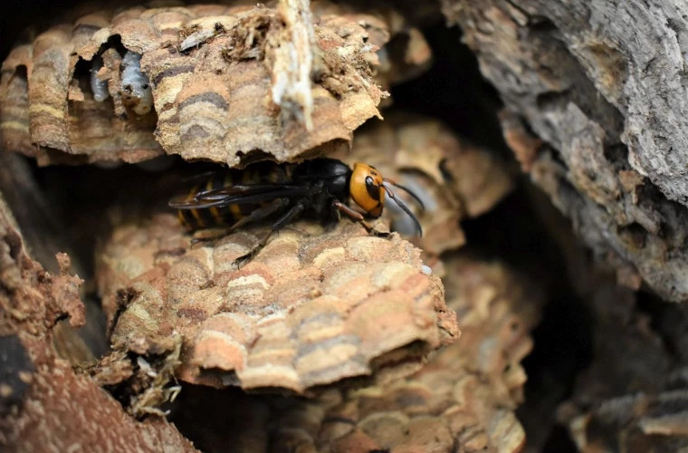 Un cuib de viespi uriașe, descoperit în SUA