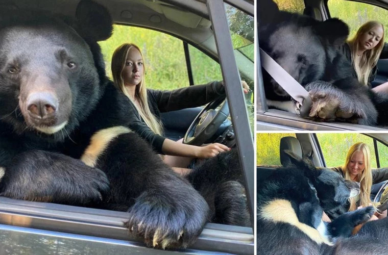 O tînără din Rusia călătorește în mașină cu un urs himalayan