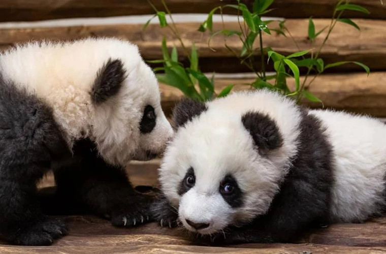 Gemenii de panda uriaş născuţi într-o grădină zoologică din Madrid se simt bine şi sunt sănătoşi