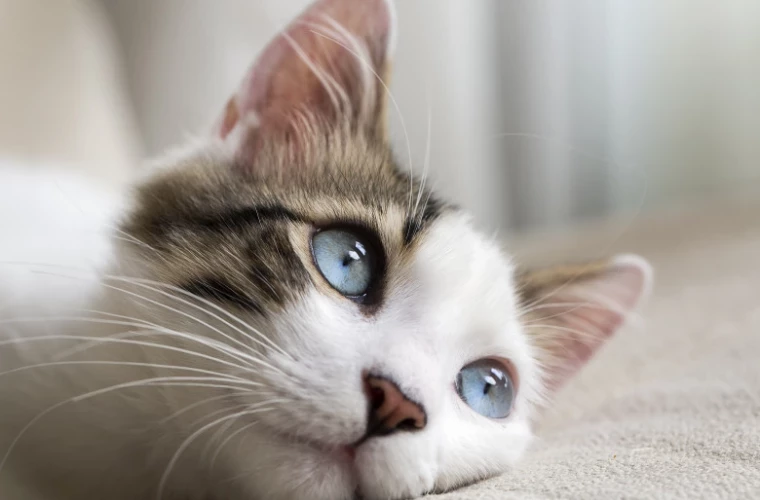 Приложение для распознавания мяуканья поможет понять, чего хочет ваша кошка