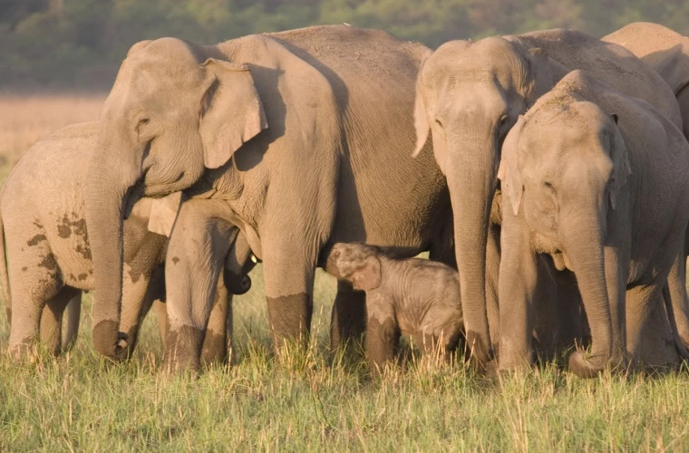 Studiu: Pentru elefanţi, o soră mai mare este mai bună decît un frate mai vîrstnic