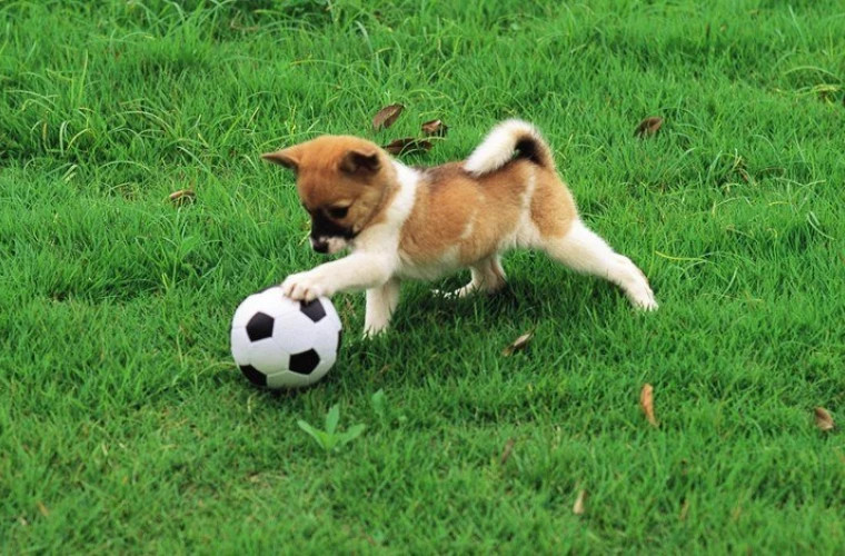 Un cîine a întrerupt un meci de fotbal