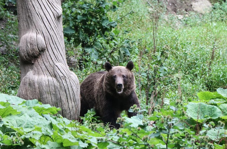 Metoda inedită folosită de japonezi pentru a proteja locuitorii de urși