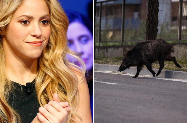 Shakira a fost atactă de mistreți într-un parc din Barcelona