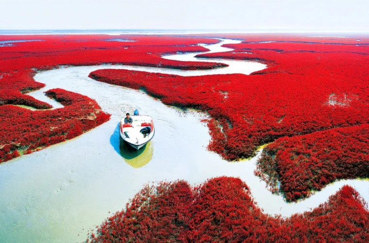 Imagini spectaculoase cu plaja roșie din China