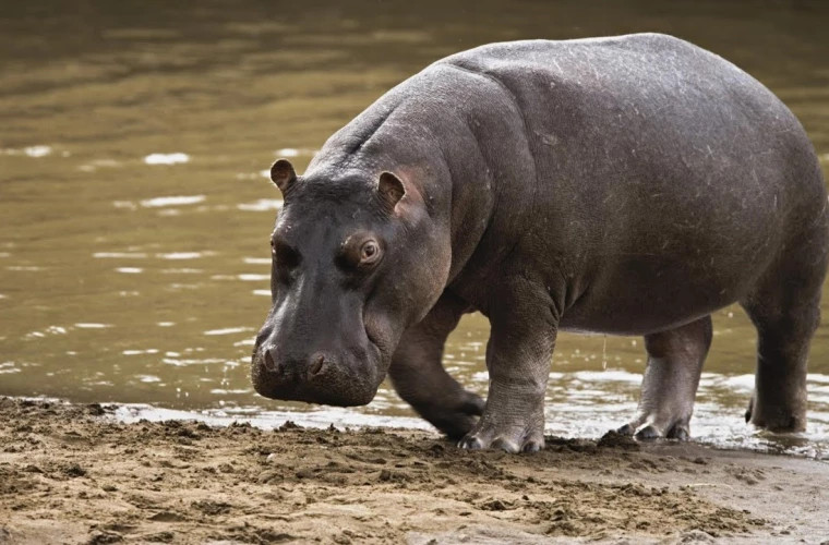 Columbia a început să sterilizeze „hipopotamii cocainei”