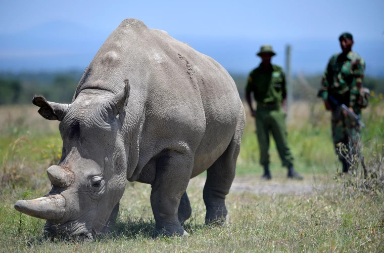Unul dintre ultimii doi rinoceri nordici albi rămași în viață, a ieșit din programul menit să salveze specia de la dispariție
