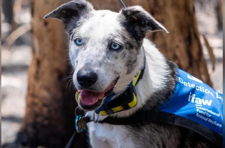 В Австралии наградили пса-героя, спасшего сотни животных в лесных пожарах