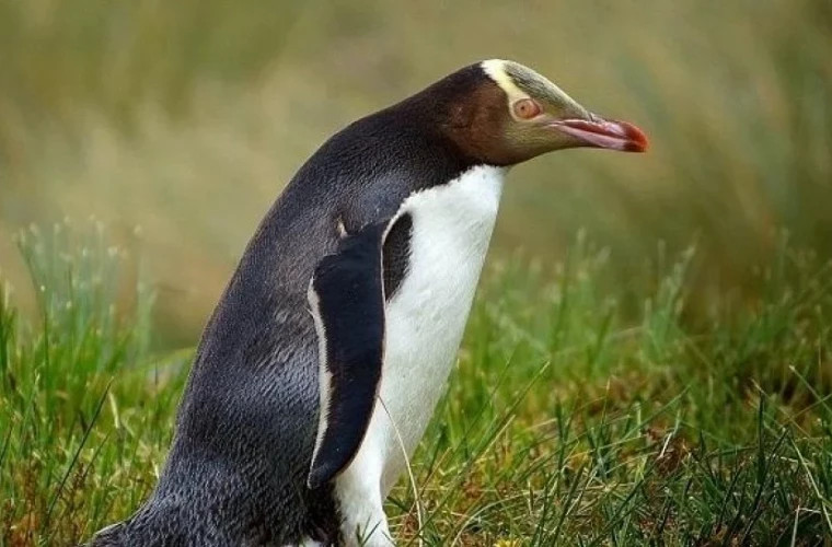 Un pinguin a călătorit, din greșeală, 3.000 de km pînă-n Noua Zeelandă