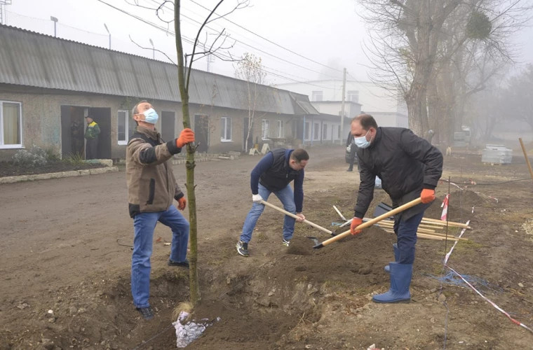 Chișinăul astăzi plantează peste 11 mii de arbori