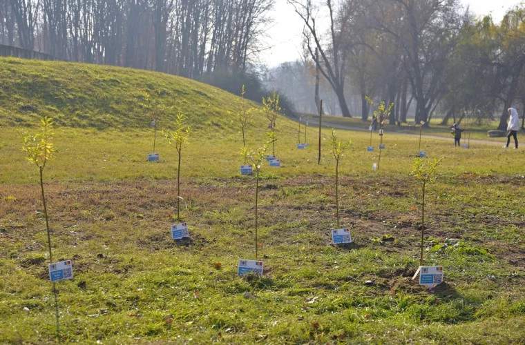 În Parcul Dendrariu al capitalei a fost sădită o alee de 49 de copaci 