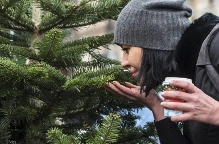 Cum alegem corect bradul natural de Crăciun - ecolog