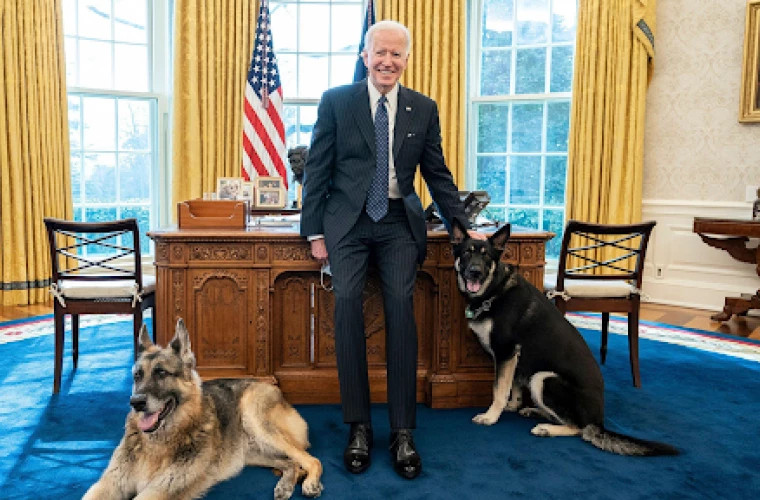 Joe Biden l-a prezentat pe „Commander”, noul câine de la Casa Albă