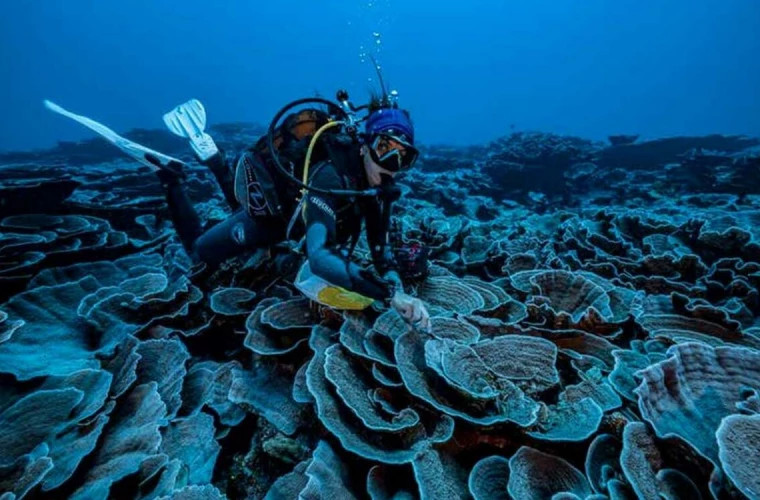 Un recif de corali gigant în formă de trandafir, descoperit la 30 de metri adîncime în largul Tahiti
