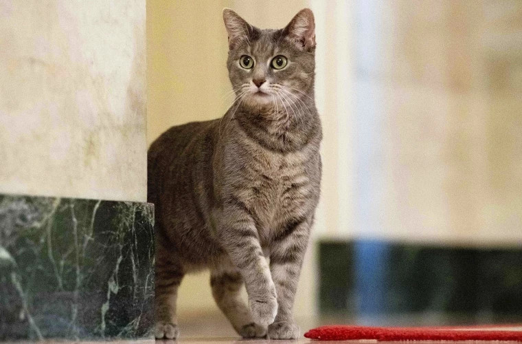 SUA: Willow, o pisică tigrată adoptată de familia Biden, este noua mascotă a Casei Albe
