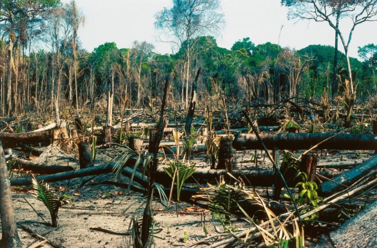 Вырубка тропических лесов Амазонии достигла рекордного уровня