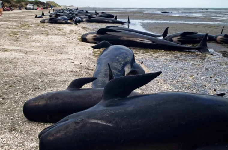 Около тридцати мертвых китов обнаружены на пляжах в Новой Зеландии