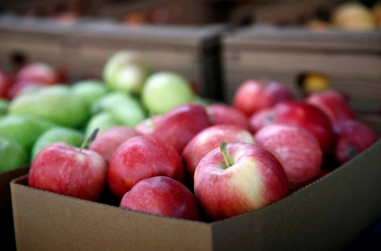 Producătorii moldoveni de fructe se plîng că nu-şi pot exporta producţia în timp util
