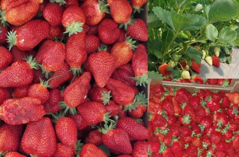 Primii căpșuni autohtoni au apărut în vânzare. Cît costă un kilogram