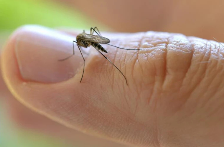 Энтомологи объяснили в какой одежде человек невидим для комаров