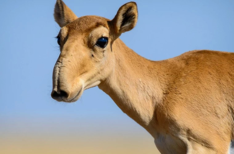 В Казахстане возрождается популяция редкой антилопы