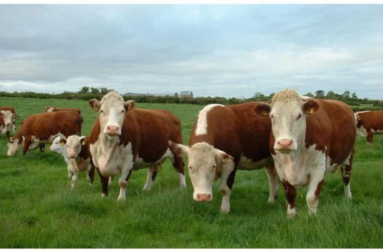 Срок подачи заявок на получение субсидий на скот истекает 10 июня