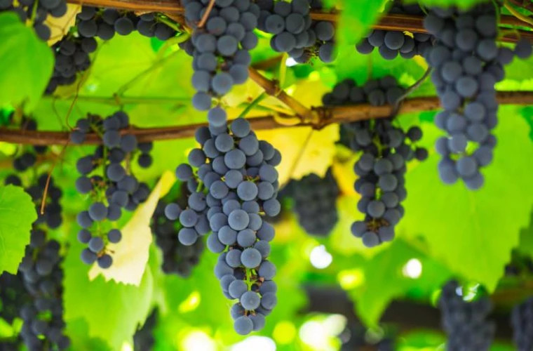 В Молдове ожидается богатый урожай столового винограда