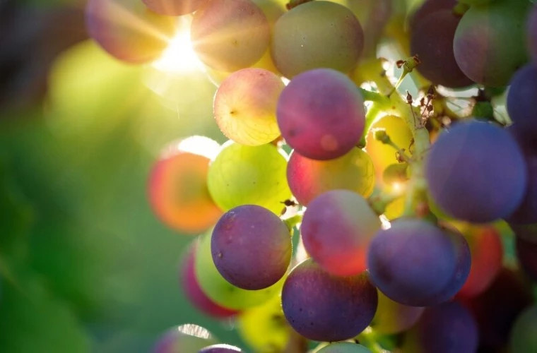 В Чимишлийском районе в сентябре пройдет Национальный фестиваль винограда