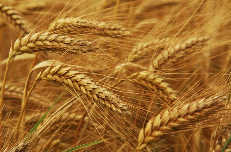 В Еврокомиссии считают, что урожай пшеницы в ЕС будет ниже ожидаемого