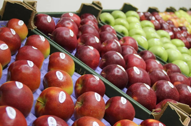 Молдавские яблоки впервые экспортировали в Германию и Финляндию