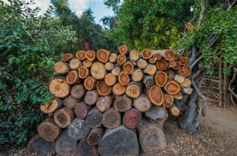 Moldsilva dă asigurări că va livra cantitatea necesară de lemn ocolurilor silvice