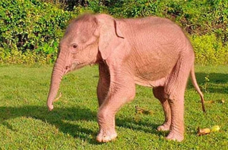 Un rar elefant alb s-a născut în Myanmar