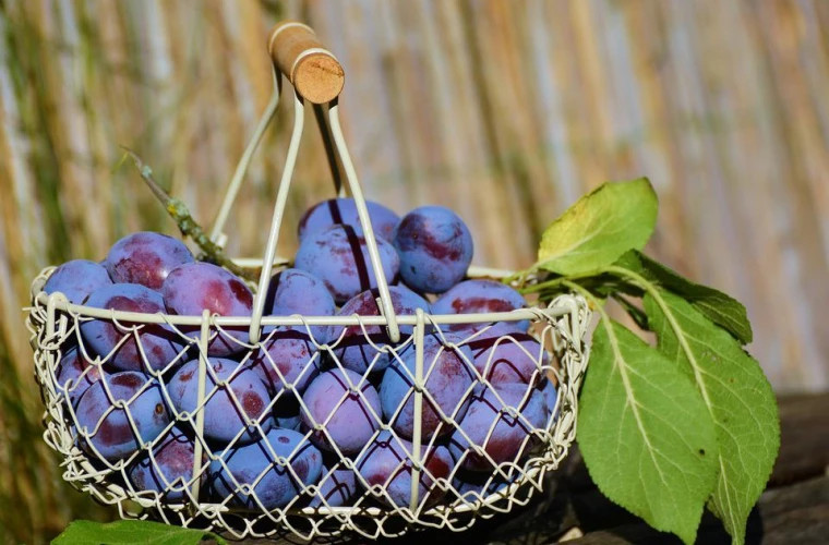 Mai multe tone de prune timpurii moldovenești, exportate pe parcursul lunii iulie