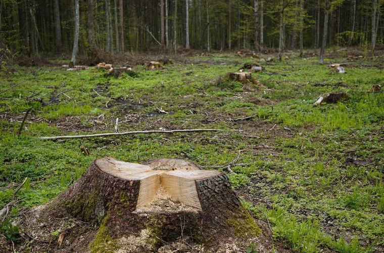 complexul-forestier-din-moldova-ar-putea-suferi-o-lovitura-grea-declarai