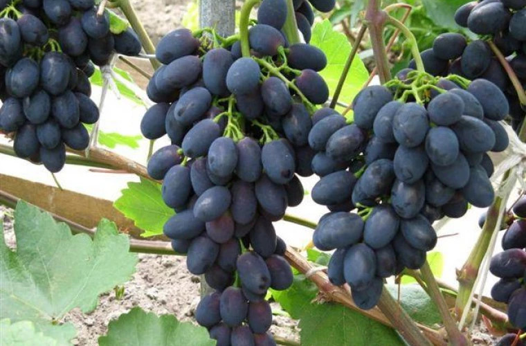 В Молдове возникли проблемы с качеством столового винограда