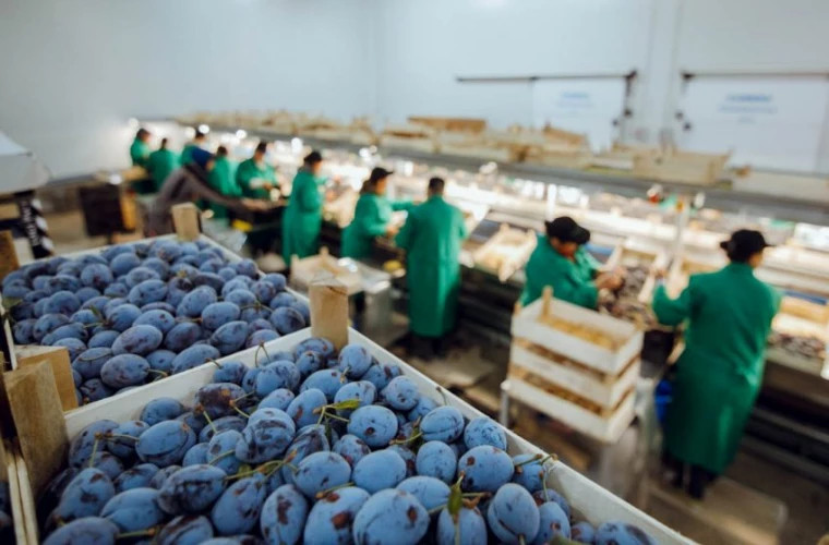Рынок ЕС открыт для сельхозпродукции Молдовы